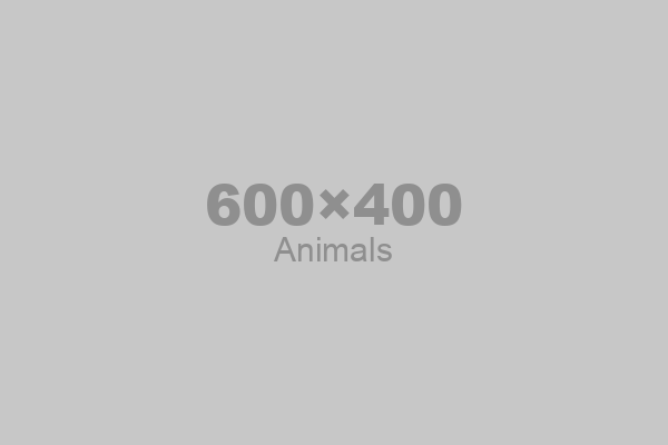 animals